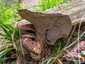 Cserepes gereben (Sarcodon imbricatus), Ausztria, Karintia